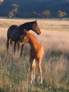 Quarterföl från Australien